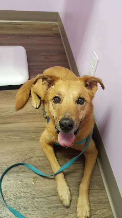 Chino Hills Parkway Pet Hospital Picture 4