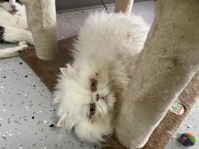 Cat Cafe Rescue Picture 1