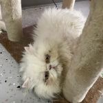 Cat Cafe Rescue