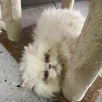 Cat Cafe Rescue ico