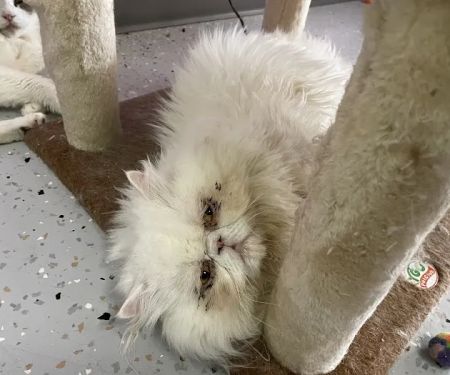 Cat Cafe Rescue