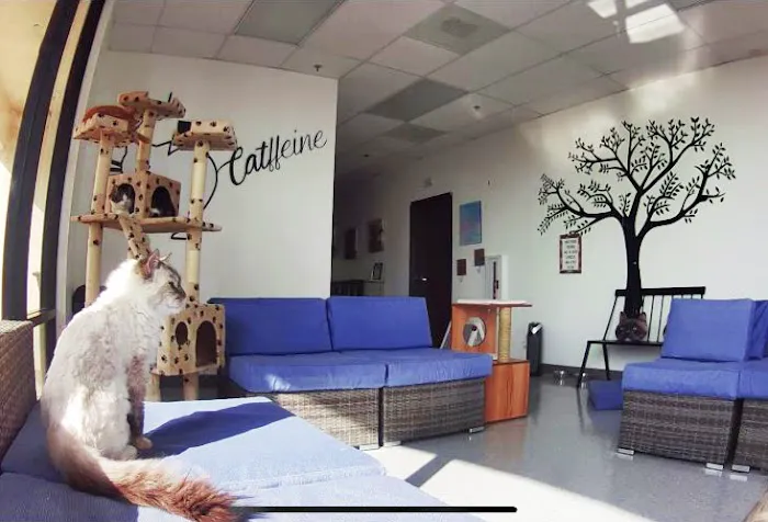 Cat Cafe Rescue Picture 5