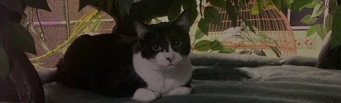 Cat Cafe Rescue Picture 4