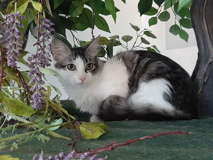 Cat Cafe Rescue Picture 3