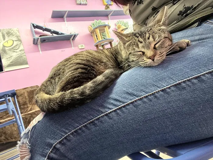 Cat Cafe Rescue Picture 8