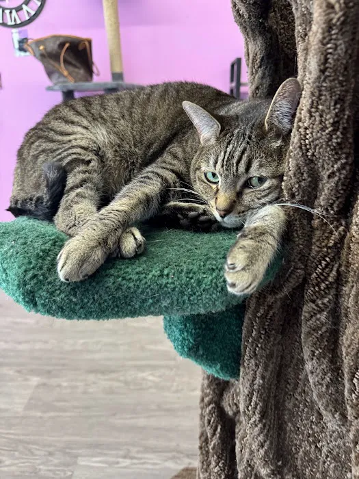 Cat Cafe Rescue Picture 10