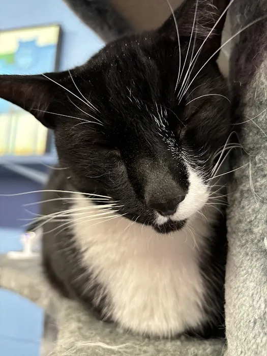 Cat Cafe Rescue Picture 7