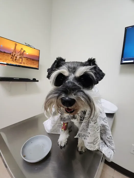 Pets 'N' Vets Animal Hospital Picture 6