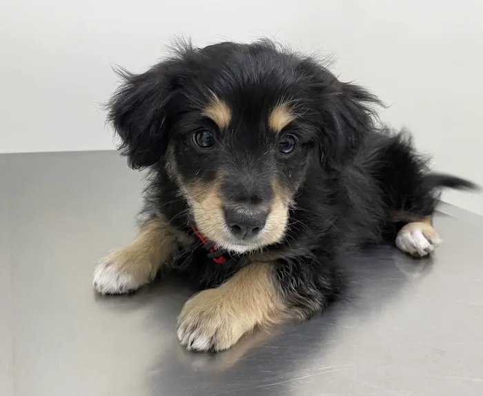 Pets 'N' Vets Animal Hospital Picture 4