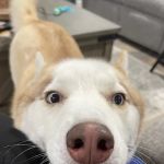 Pets 'N' Vets Animal Hospital