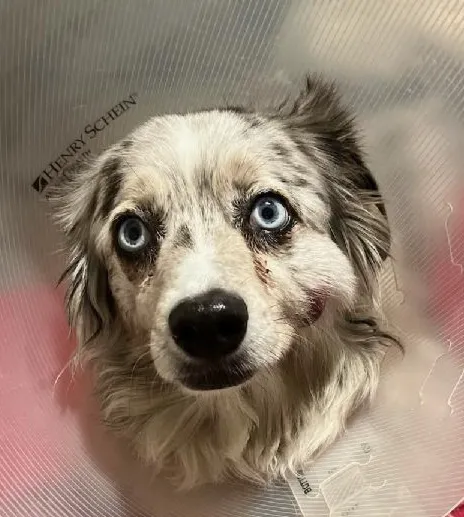 Loving Hands Animal Hospital, Inc Picture 2