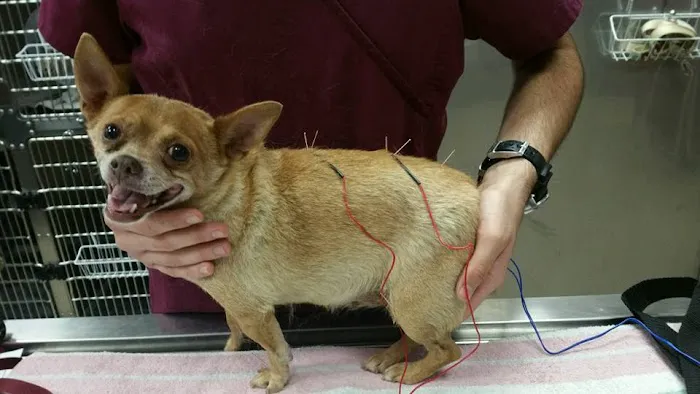 Loving Hands Animal Hospital, Inc Picture 8