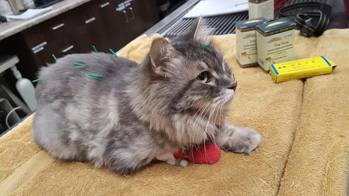 Loving Hands Animal Hospital, Inc Picture 7