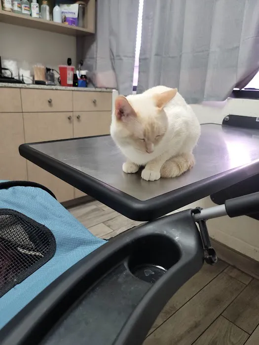 Chino Hills Animal Hospital & Pet Resort Picture 7