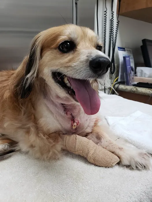 Chino Hills Animal Hospital & Pet Resort Picture 9