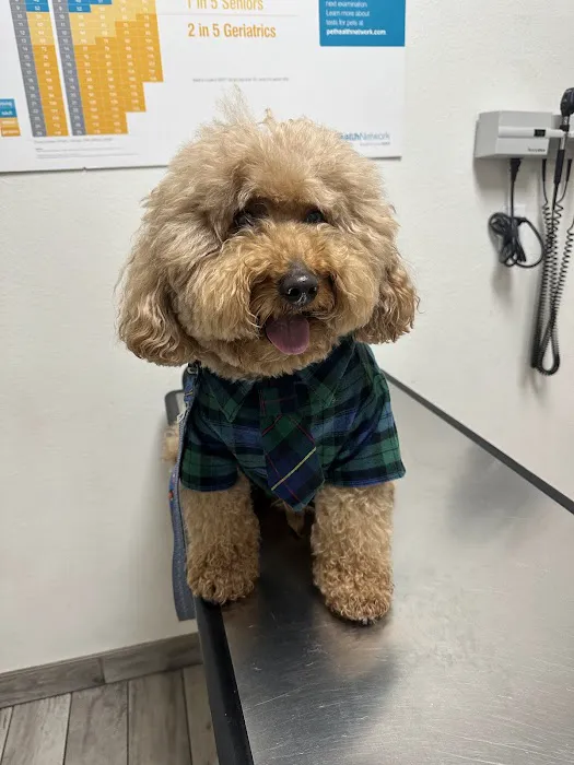 Chino Hills Animal Hospital & Pet Resort Picture 5