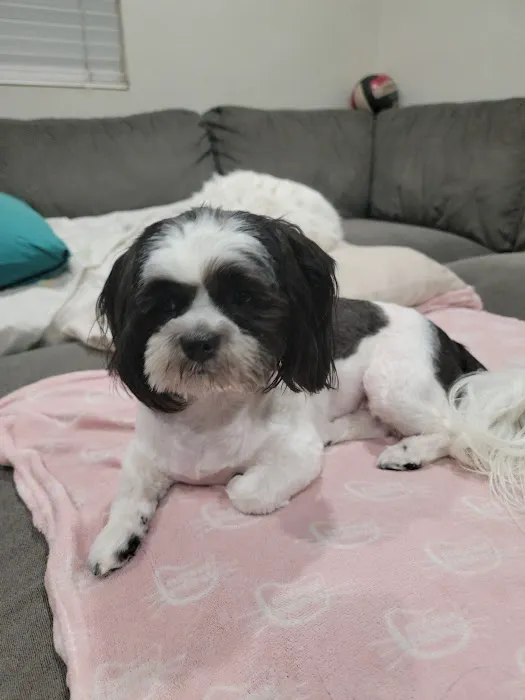 Chino Hills Animal Hospital & Pet Resort Picture 6