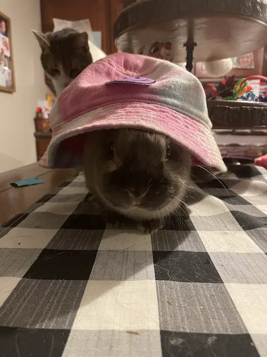 Pets Plus Picture 5