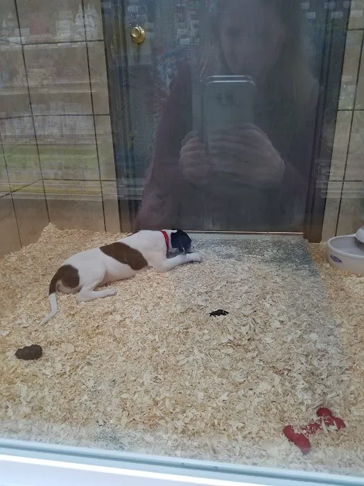 Pets Plus Picture 3