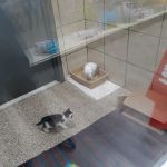 Pets Plus