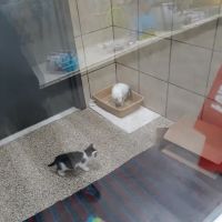 Pets Plus ico