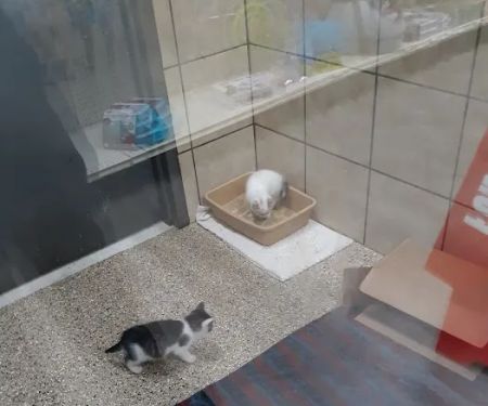 Pets Plus