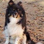 San Dimas Pet Clinic