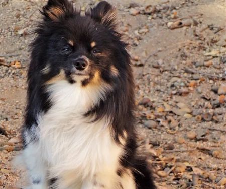 San Dimas Pet Clinic