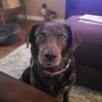 Cypress Animal Hospital ico