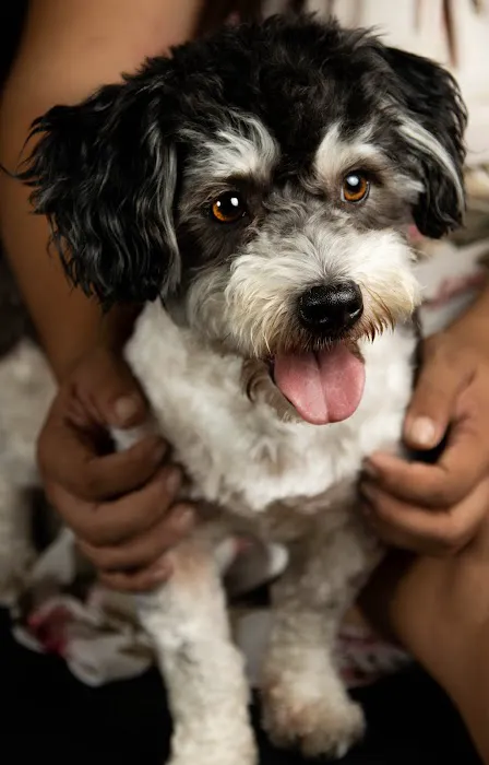 Cypress Animal Hospital Picture 5