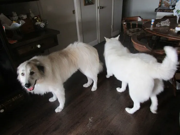 Cypress Animal Hospital Picture 4