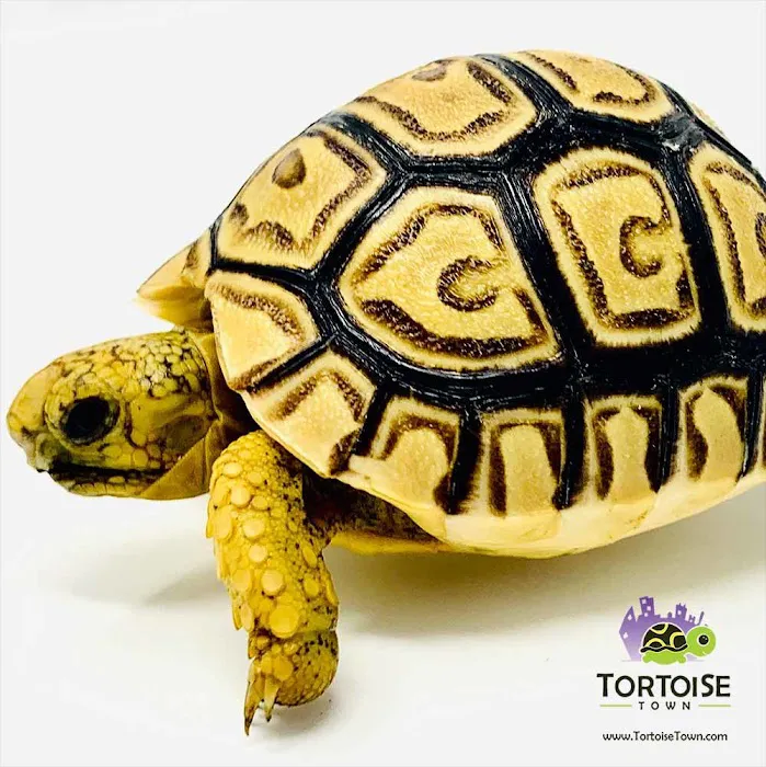 Tortoise Town Turtle Store Picture 6