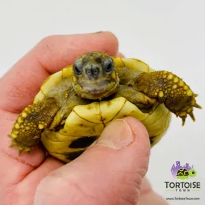 Tortoise Town Turtle Store Picture 3