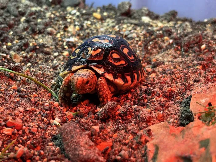 Tortoise Town Turtle Store Picture 7