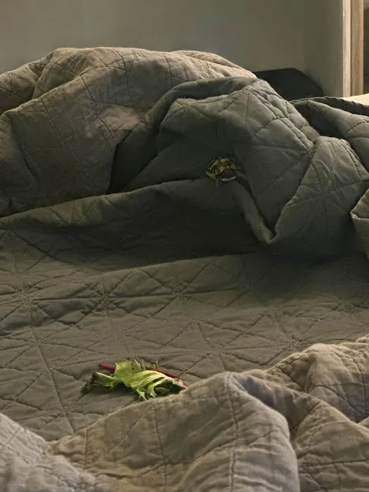 Tortoise Town Turtle Store Picture 1