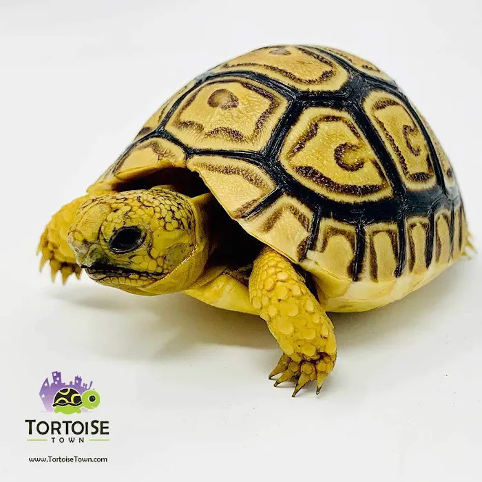 Tortoise Town Turtle Store Picture 10