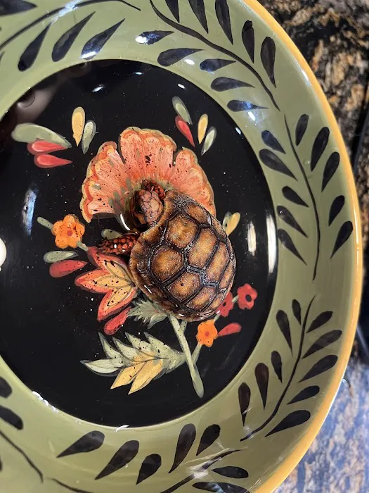 Tortoise Town Turtle Store Picture 4
