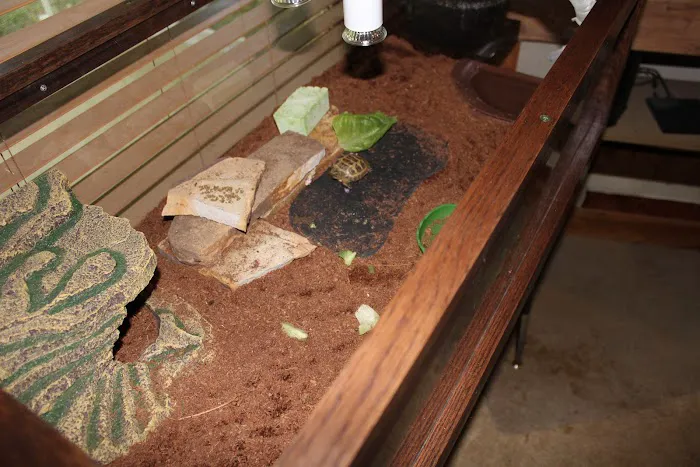Tortoise Town Turtle Store Picture 2