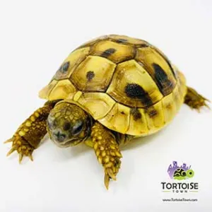 Tortoise Town Turtle Store Picture 8