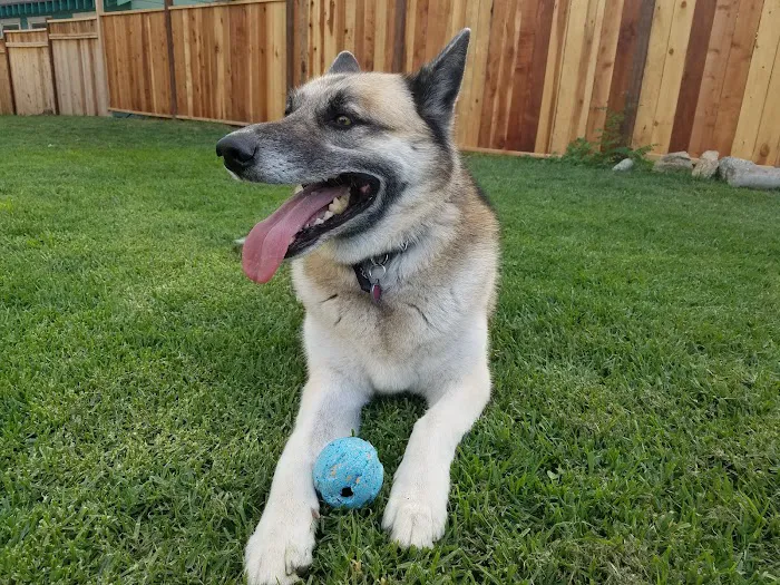 San Dimas Animal Hospital Picture 7