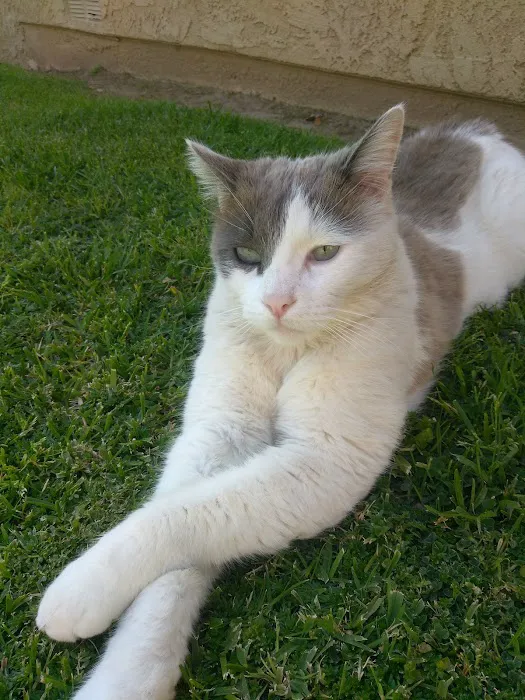 San Dimas Animal Hospital Picture 5