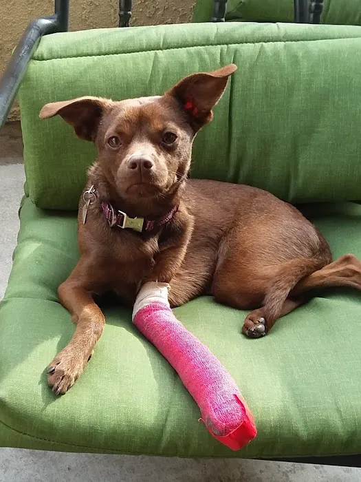 San Dimas Animal Hospital Picture 1