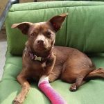 San Dimas Animal Hospital