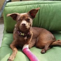 San Dimas Animal Hospital ico