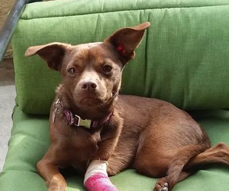 San Dimas Animal Hospital