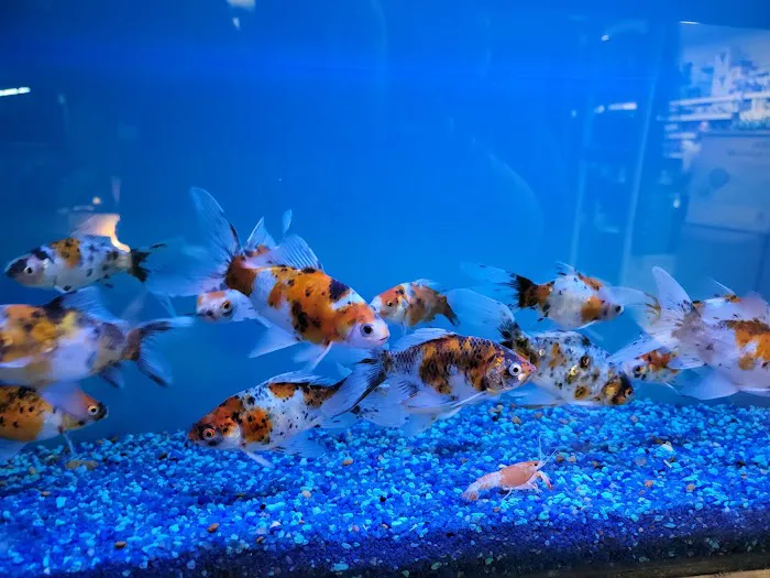 Ocean Aquarium Picture 3