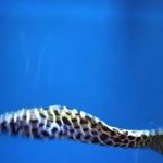 Ocean Aquarium