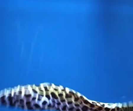 Ocean Aquarium