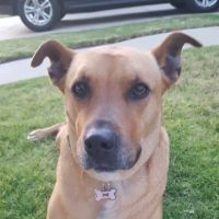 Banfield Pet Hospital ico