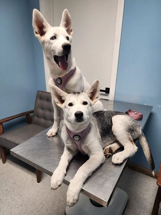Blue Cross Animal Hospital Picture 1